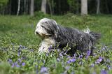 BEARDED COLLIE 225